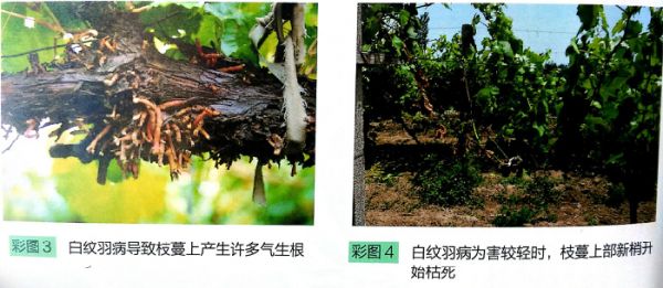 葡萄纹羽病是如何发生的？要怎么去防治？