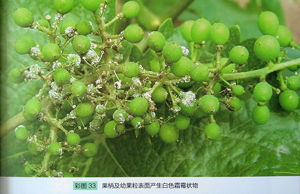 葡萄霜霉病的发生原因及防治技术