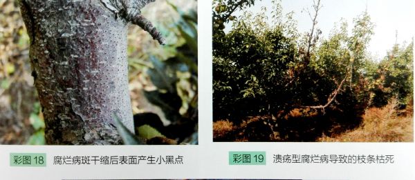 梨树腐烂病的发生、危害及防治！