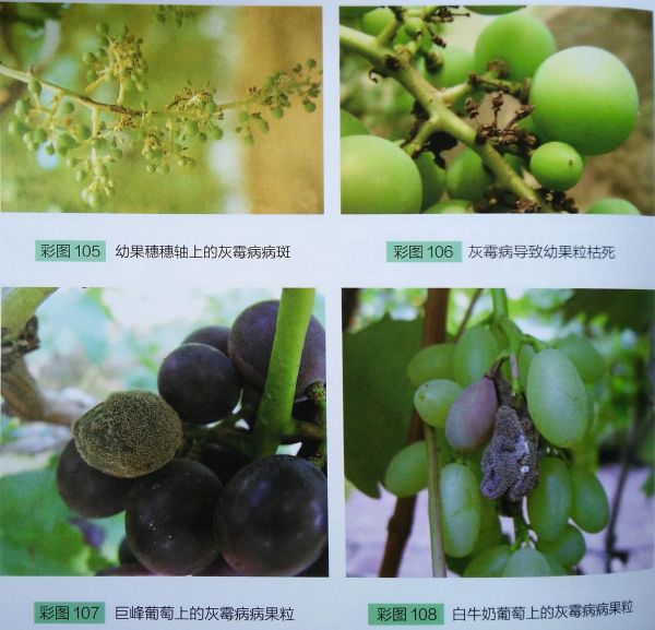 葡萄发生灰霉病原因及防治技术