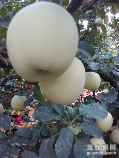 122830a7ppp8q9v1w7x1yo.jpg.thumb.jpg