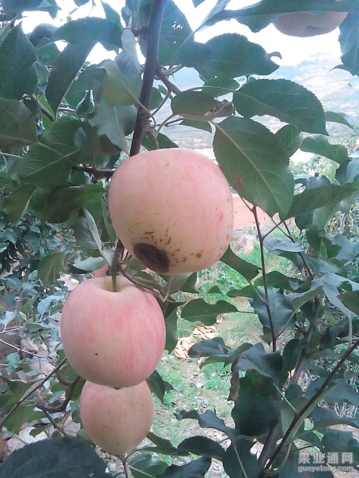 QQ图片20151106145520.jpg