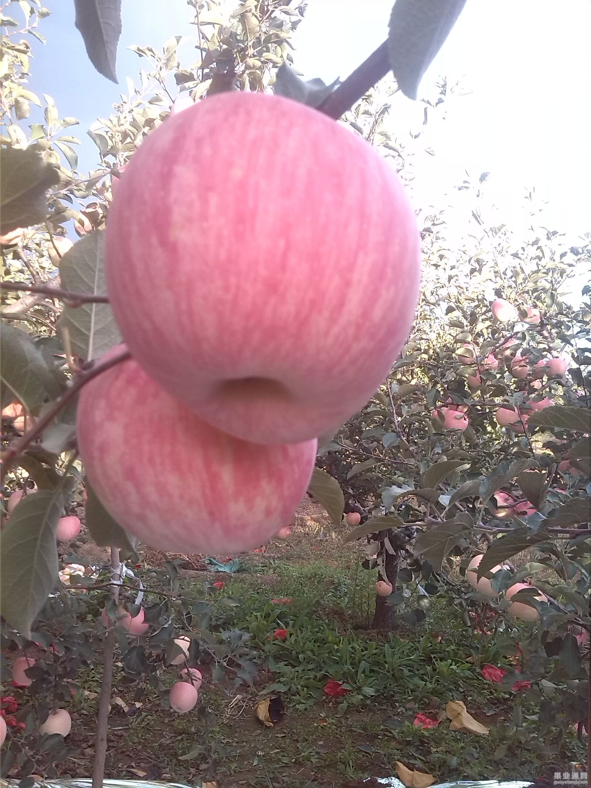 我的大苹果1