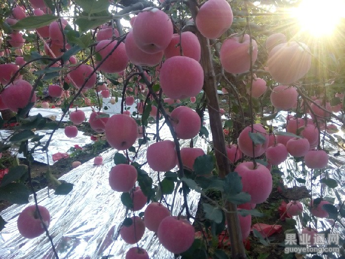 IMG20151012064428_看图王.jpg