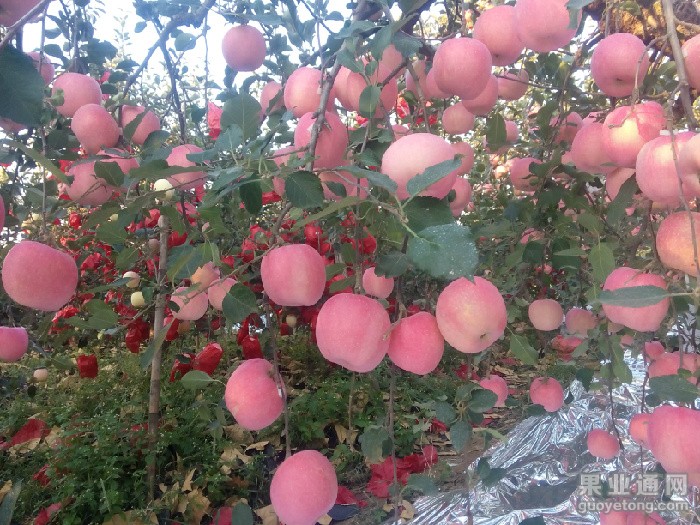IMG20151012064558_看图王.jpg
