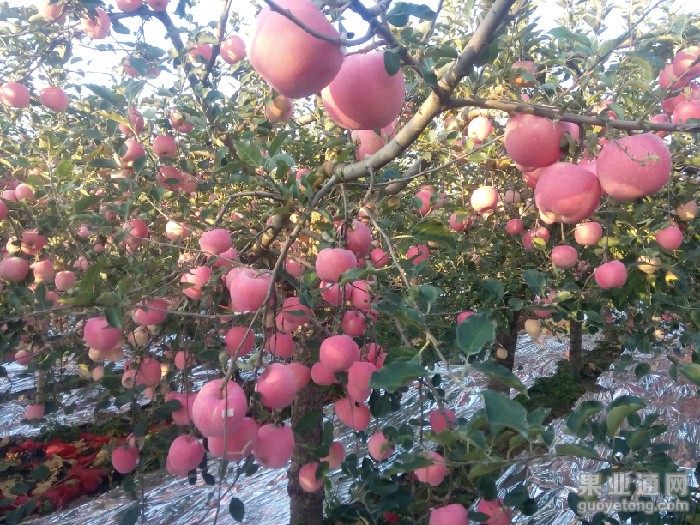 IMG20151013065624_看图王.jpg