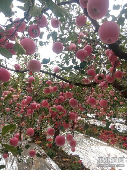 IMG20151015090520_看图王.jpg