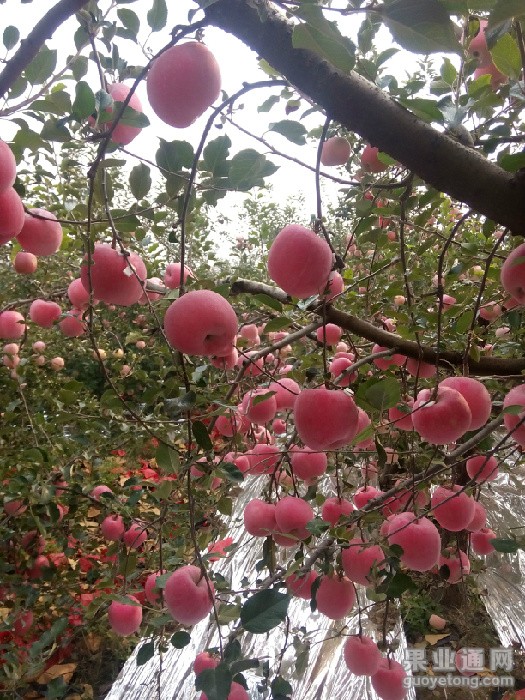 IMG20151015090541_看图王.jpg