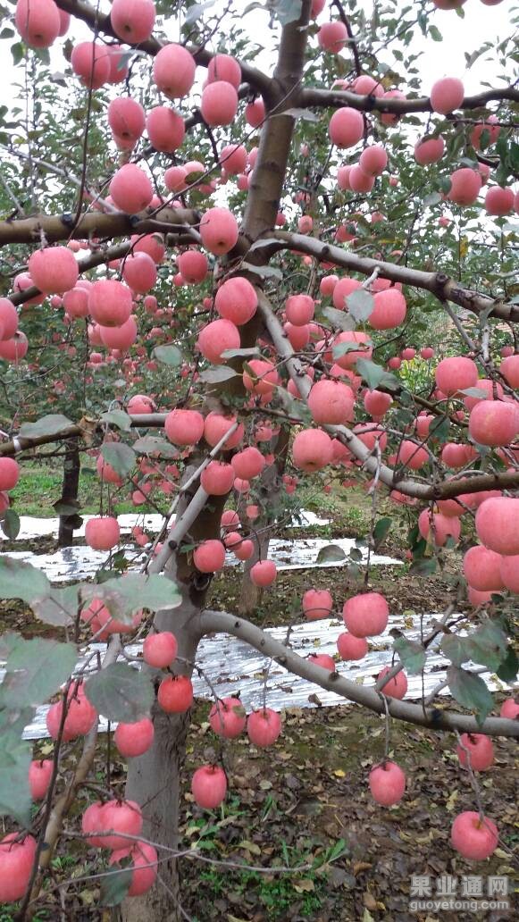 長武縣相公鎮石楊咀紅蘋果的果園