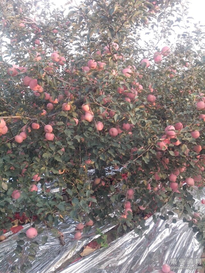 QQ图片20151116141003.jpg
