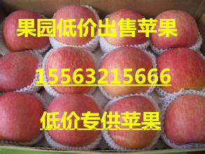 山东苹果图.jpg