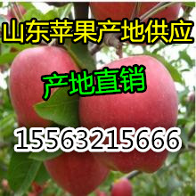 p78.jpg