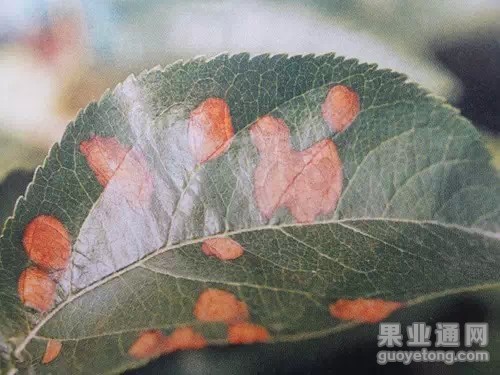 圆斑病.webp.jpg