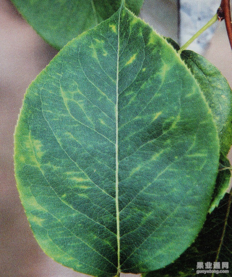 IMG_1453.JPG