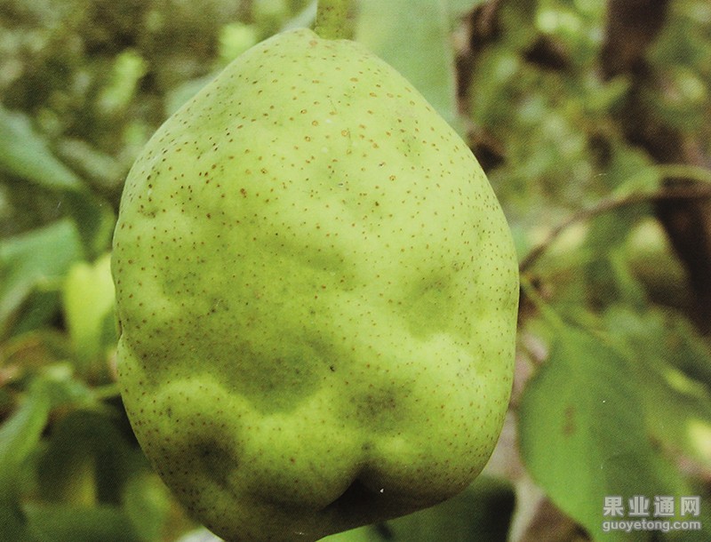 (彩圖384 麻皮蝽為害的梨果症狀)