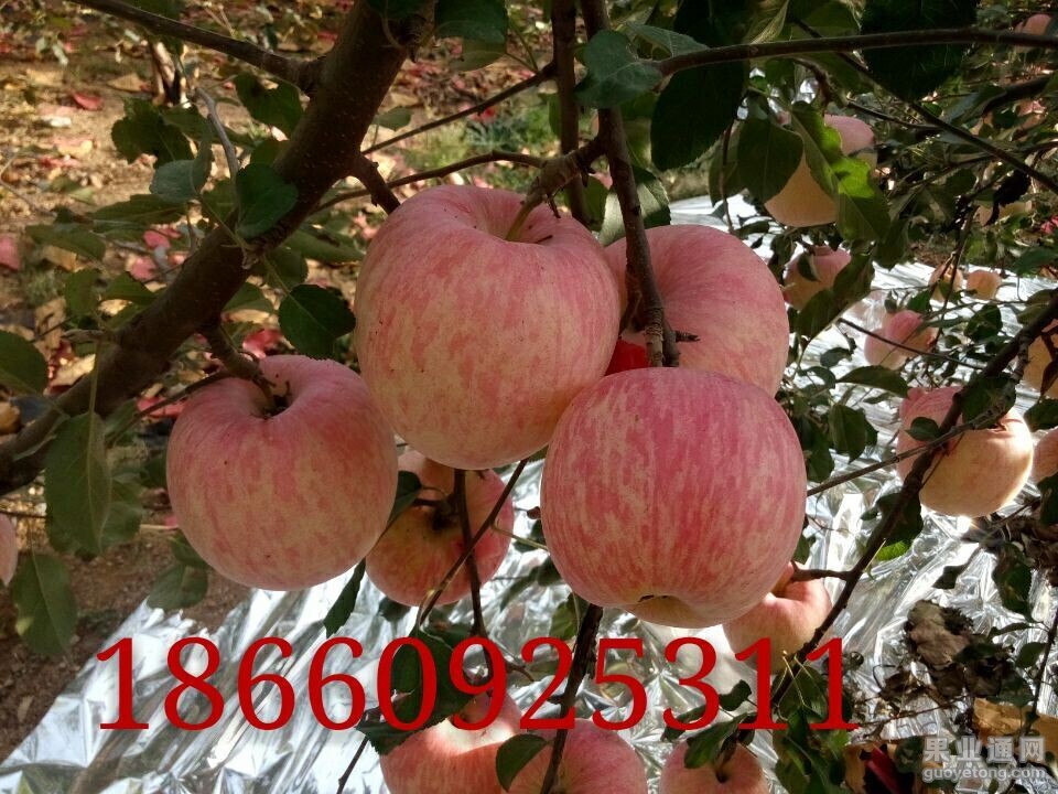 QQ图片20151108204515.jpg