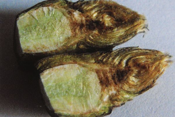 梨树、梨果冻害的诊断及防治技术