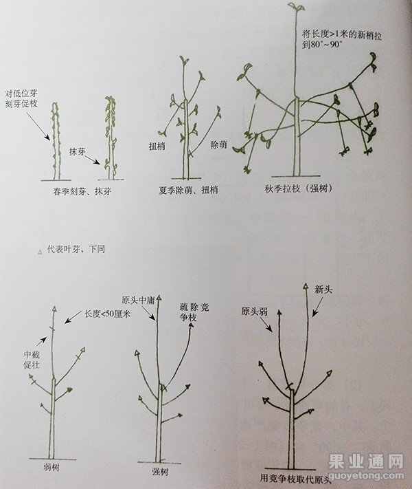 整形修剪苹果树傻瓜修剪法之细长纺锤形