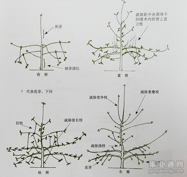 纺锤形和梭形图片