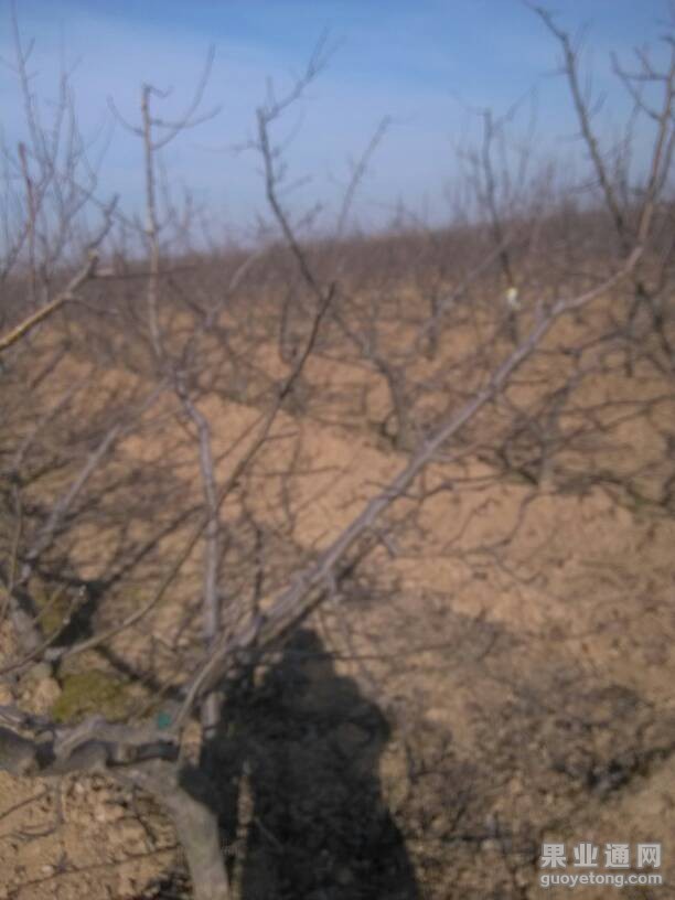 160152dzaqko75ww055v75.jpg