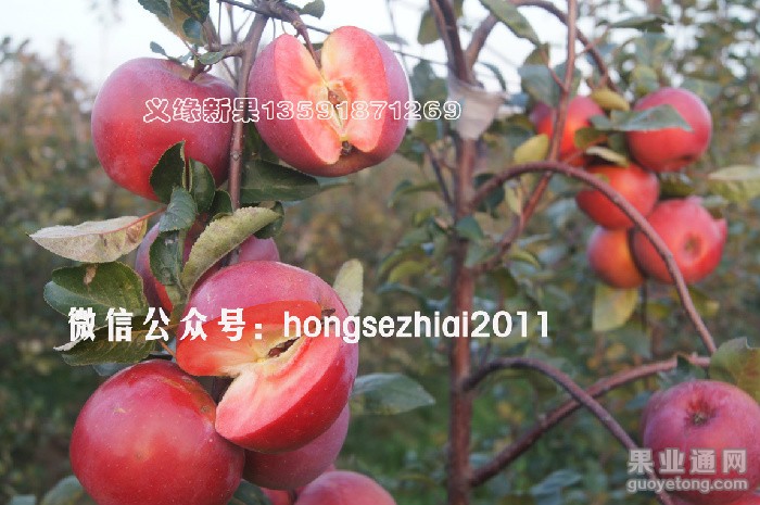 DSC07617水印3.jpg
