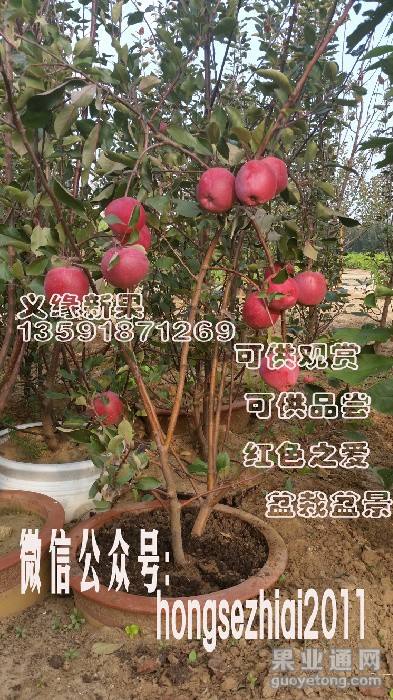 盆景.jpg