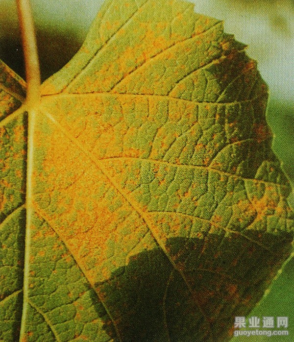 IMG_1799.JPG