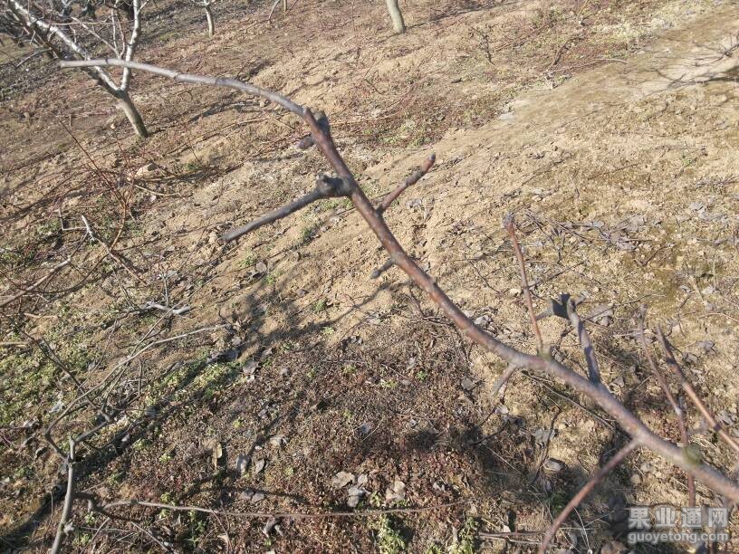 133039szmvhmydoh8kozy4.jpg