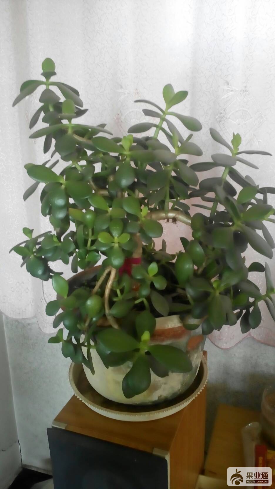 172545ylvokbo1dymawhyl.jpg