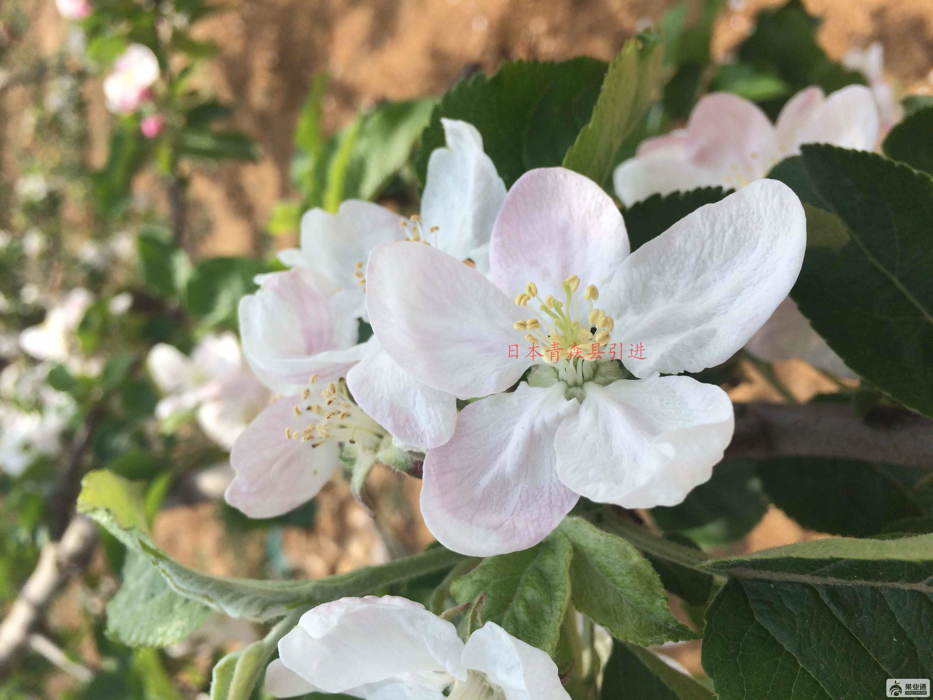 成花坐果率高 无需授粉树