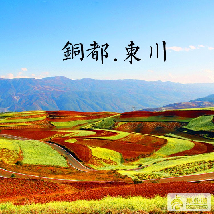 东川甜杏堂琅珠 寻合作