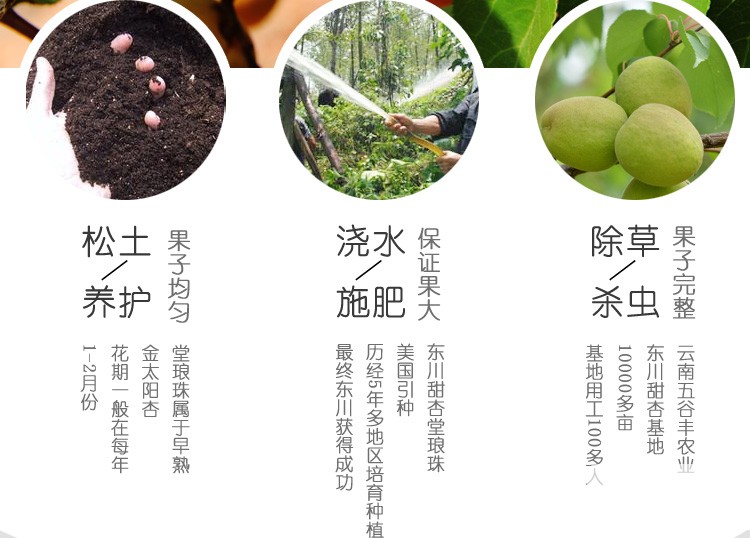 堂琅珠