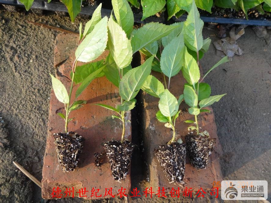吉塞拉穴盘苗