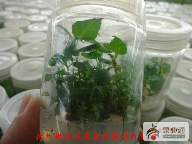 吉塞拉砧木