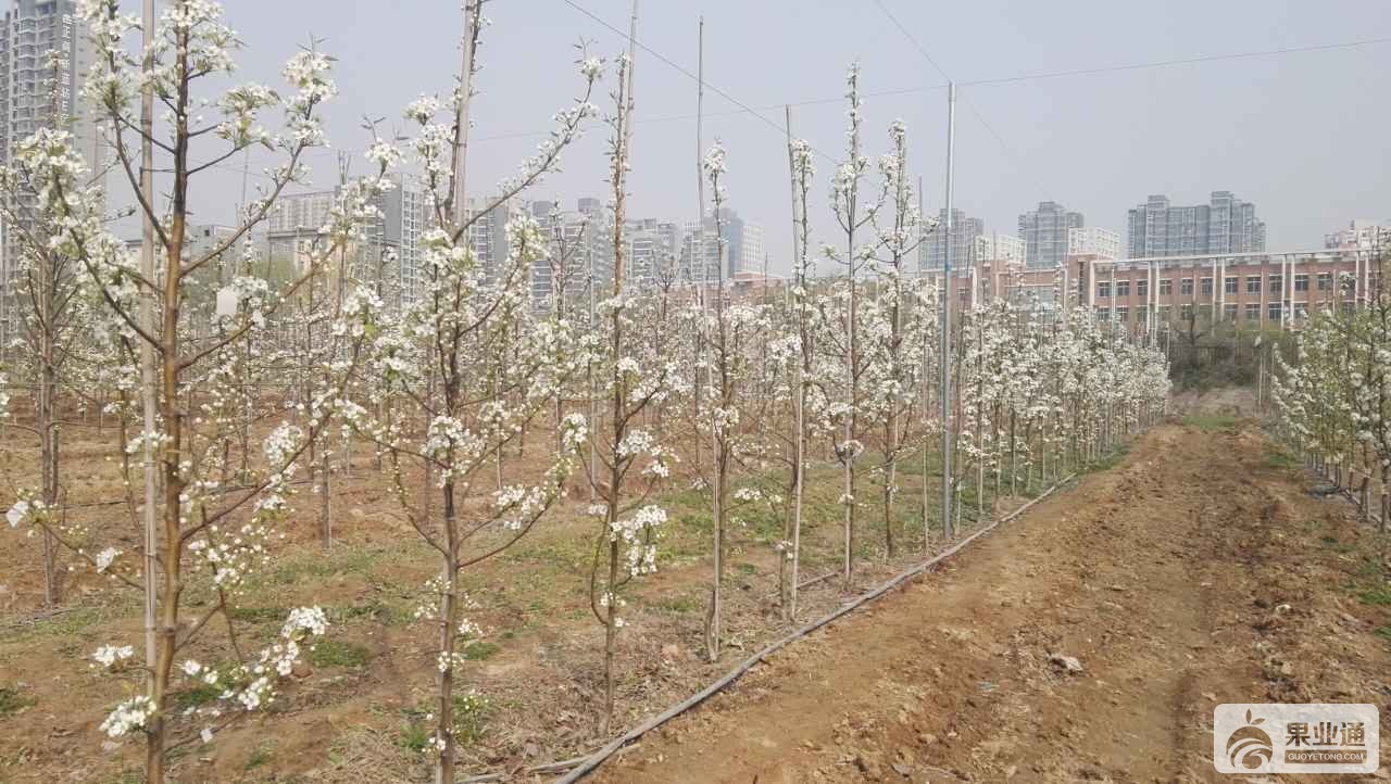 果业通网_20160322_143156.jpg