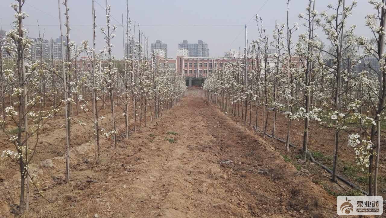 果业通网_20160322_143246.jpg