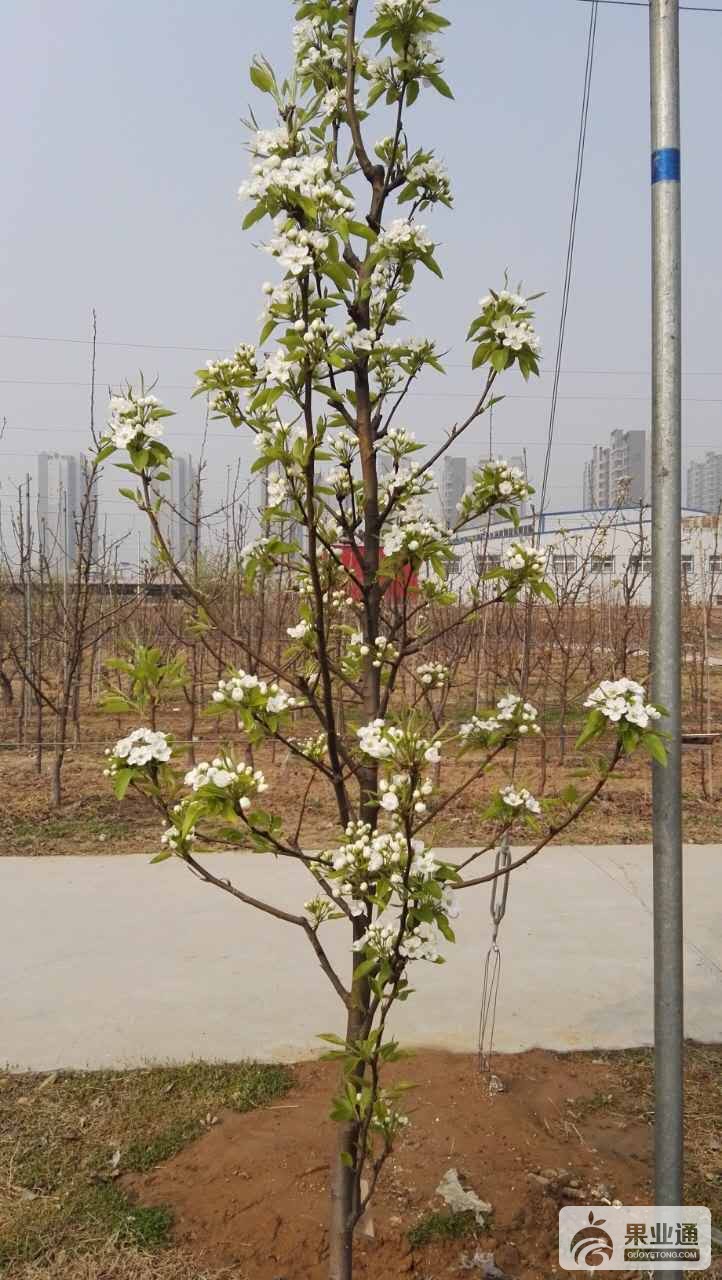 果业通网_20160322_143328.jpg