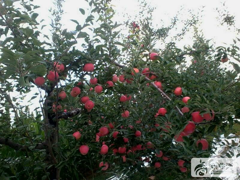 205806tfcd6crkbdb1qj7q.jpg