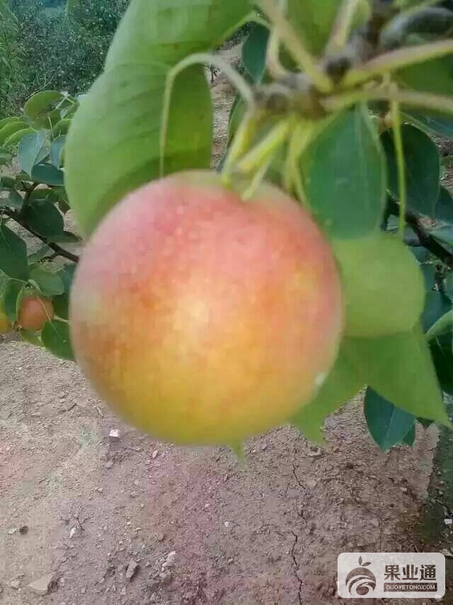 063210kvpam7mhbevkdvpw.jpg