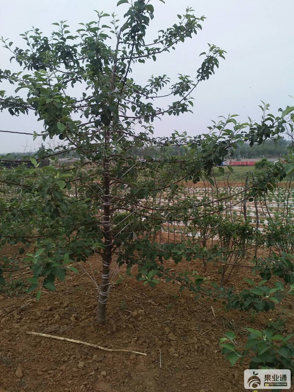 094932ezlqms5ubcmnsq15.jpg