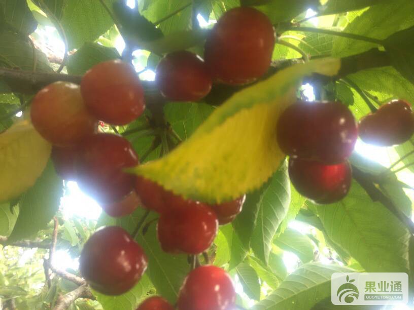 085357kiwi4zu5f33ffqri.jpg