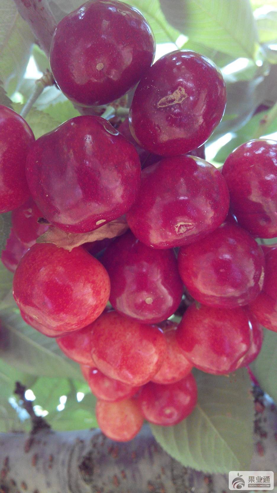 152703r0nc3rnpdchrpkir.jpg