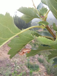 IMG_20160611_103659.jpg