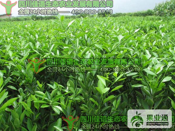 爱媛30号苗床.jpg