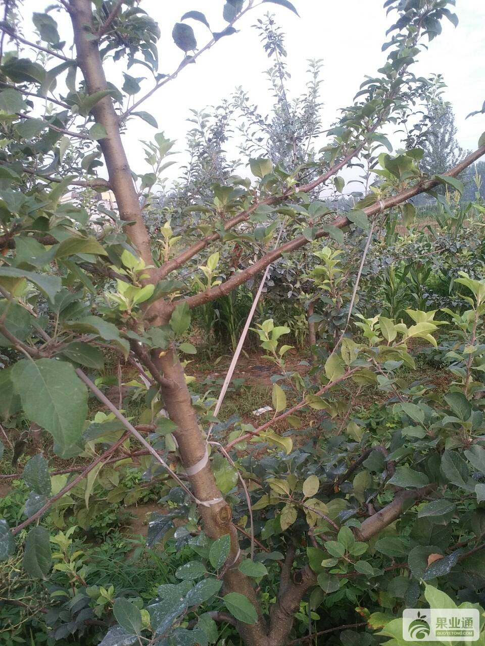 063439lxncpxkntdhtcpnq.jpg