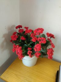 psb (3).jpg