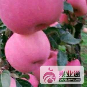 133258h8ptpa3c83zhi35l.jpg