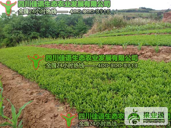 酸橙幼苗柑橘苗.jpg