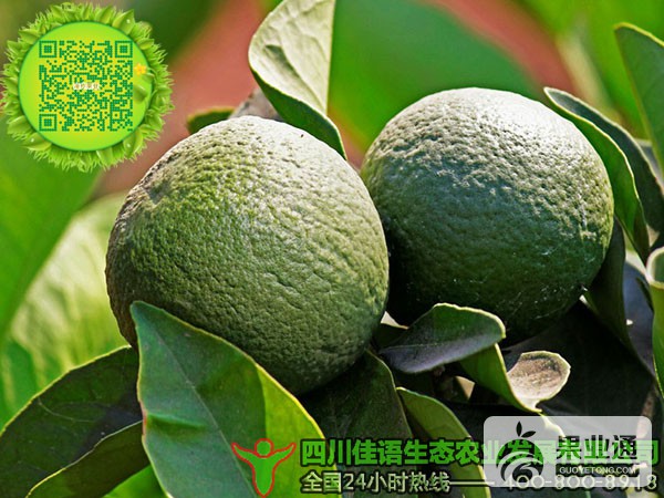 柑橘树果实未成熟.jpg