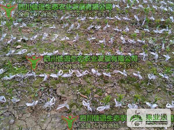 柑橘苗床.jpg